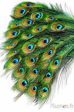 Pfau blau Schwert - 25-35 cm - türkis
